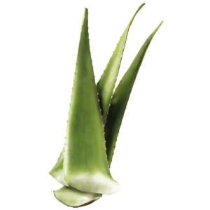 aloe vera.jpg