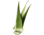 Mahe aloe vera, tk Hispaania